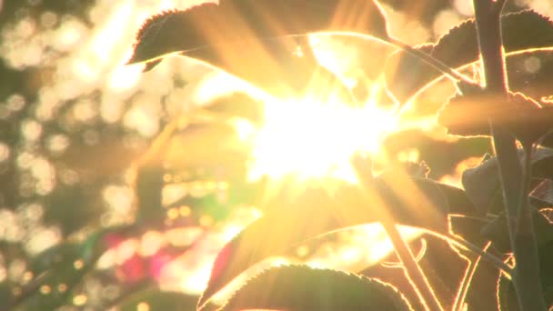 Early morning sun comes up through apple trees at sunrise, time lapse. — Stock Video