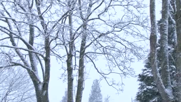 Свежий снег падает на фоне деревьев зимой . — стоковое видео