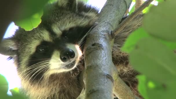 Wild North American raccoon looks at camera — Stock Video