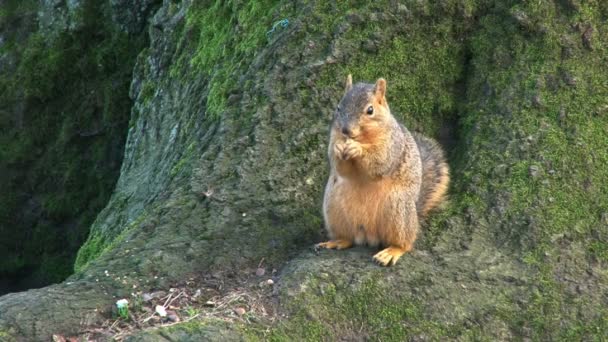 Eichhörnchen frisst Nüsse am Baumstamm. — Stockvideo