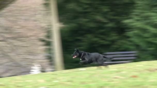 Cão corre para buscar bola e pula para baixo colina . — Vídeo de Stock