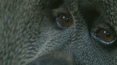 orangutan gözlerini kapat