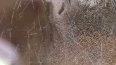 Panter yakın çekim