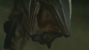 vampir yarasa asılı baş aşağı kendini temizleme sonra dikkatle müzik ses için bir kadeh yukarıya kapatmak