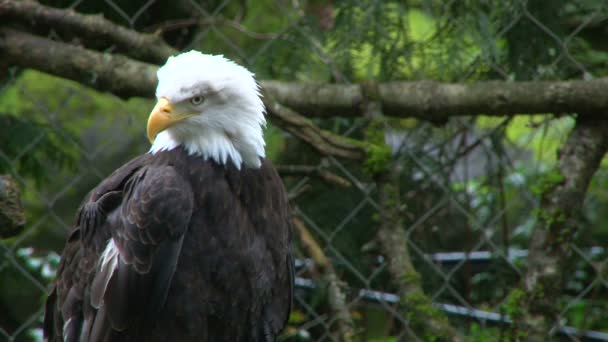 American Bald Eagle Close Up — Stock Video