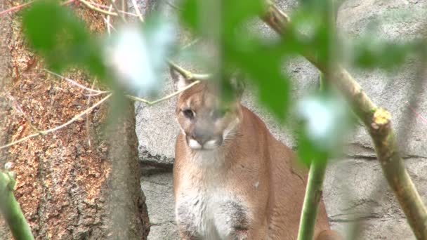 Attacking Panther — Stock Video