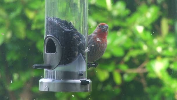 Vogel en feeder — Stockvideo