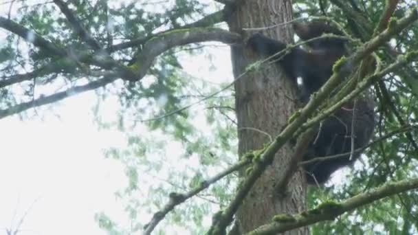 Svartbjörn klättring träd — Stockvideo
