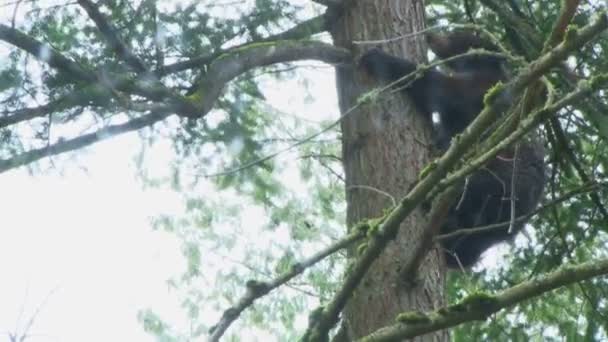 Oso Negro Trepando Árbol — Vídeo de stock