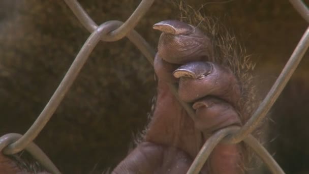 Singe mandrill en cage 