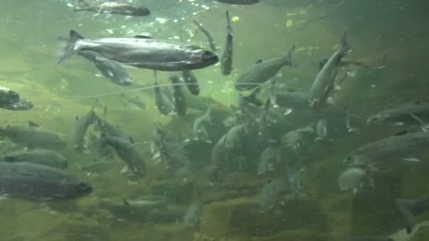 Poissons d'eau douce — Video