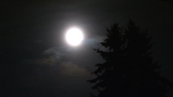 Pełny księżyc i drzewo tl — Wideo stockowe