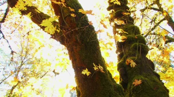 Parlayan sonbahar ağacı — Stok video