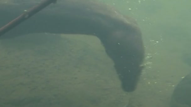 Otter di mare cattura del pesce — Video Stock