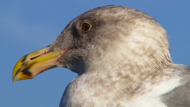 Seagull dicht omhoog vliegen weg — Stockvideo