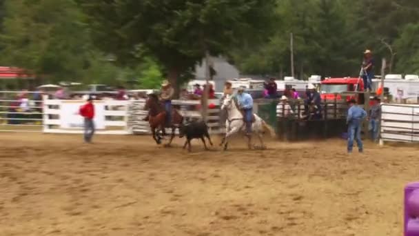 Steer wrestling kowboj — Wideo stockowe