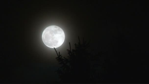 The Super Moon — Stockvideo