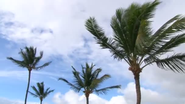 Ventos tropicais — Vídeo de Stock