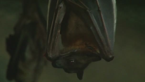 Primer plano de un murciélago vampiro colgando boca abajo limpiándose a sí mismo y escuchando atentamente el sonido — Vídeos de Stock