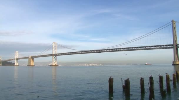 Un oiseau survole le pont — Video