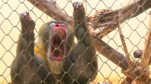 In de kooi aap in de dierentuin — Stockvideo