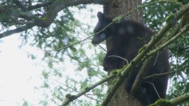 Αρκούδα ανεβαίνει κάτω από το δέντρο — Αρχείο Βίντεο