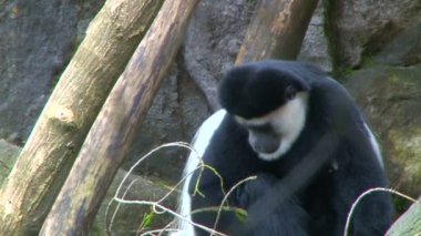 maymun hayvanat bahçesinde