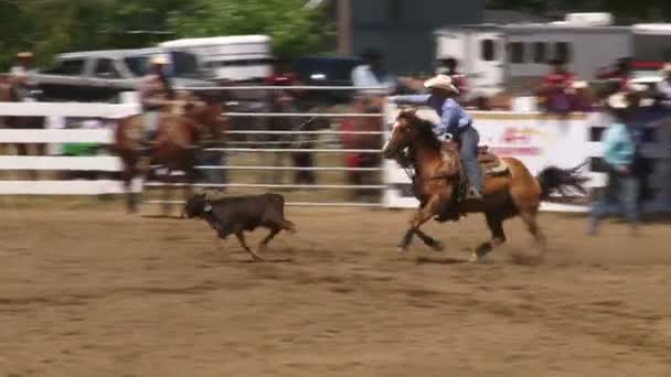 Cowboy-egy lovat a rodeo borjú fogások — Stock videók