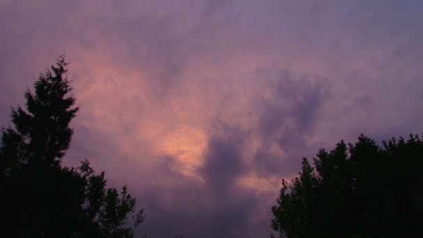 El cielo de la tarde sobre el bosque — Vídeo de stock