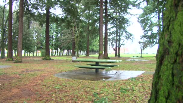 Homme courant derrière les arbres réapparaît à différents arbres dans la ville, parc forestier .