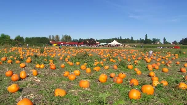 Familie in pompoen patch op zonnige dag in portland, oregon tijdens oogst. — Stockvideo