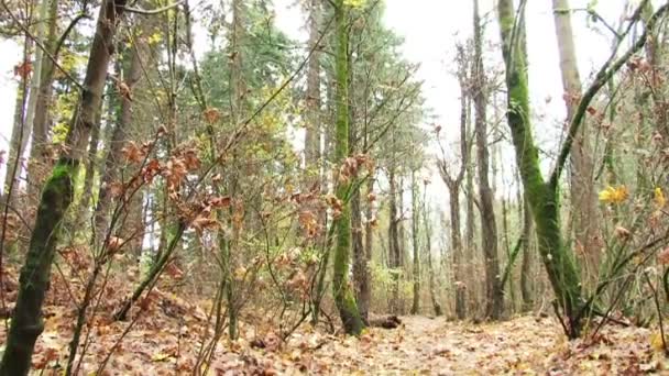 Осенний лес — стоковое видео