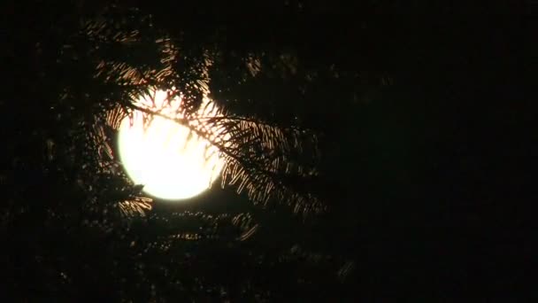 Rama de un árbol en el fondo de la luna — Vídeo de stock