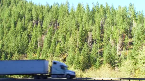 Los coches van en la carretera en el bosque — Vídeo de stock