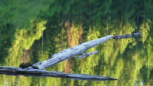 Un tronco flotando en el agua — Vídeos de Stock