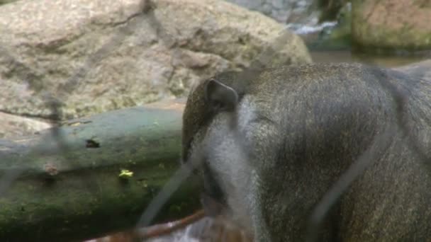 猿は動物園でケージに座って何かを食べる — ストック動画