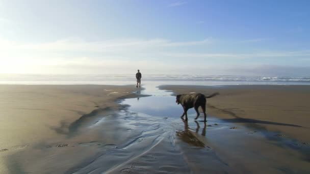 人と犬は水の近くに行く — ストック動画