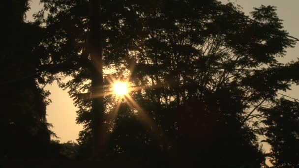 Sunshine star flare flickering through windy tree leaves at sunset. — Stock Video