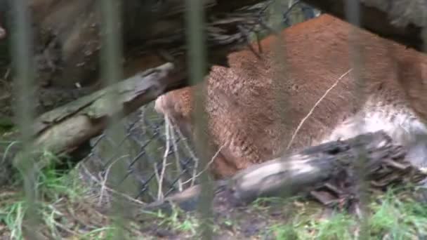 lionne dans le zoo
