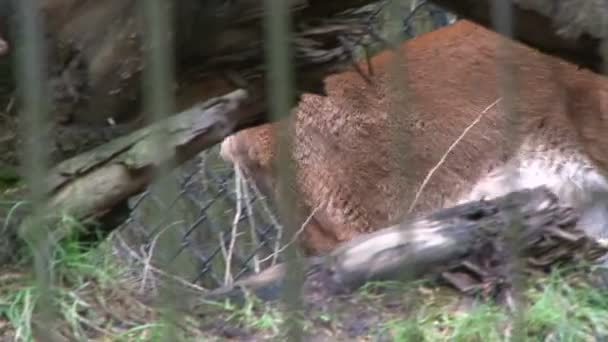 Lioness in the zoo — Stock Video