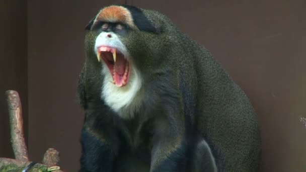 Dans la cage du singe au zoo — Video