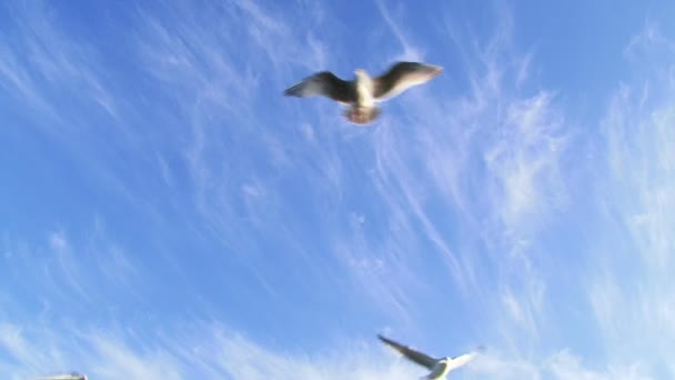 ptáci létající po obloze