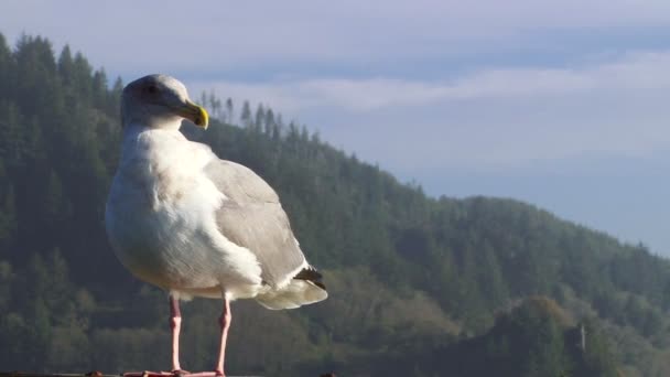 Seagull dicht omhoog vliegen weg — Stockvideo