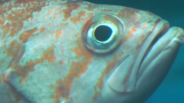 Fish in the water — Stock Footage Fish in the water Royalty Free Stock Video