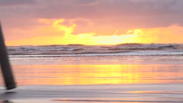 Mit klemmenden Kanonen spazieren pazifischen Ozean auf der Suche nach Rasiermuscheln bei Sonnenuntergang, zoomen Sie heraus und neigen Sie sich in den Himmel. — Stockvideo