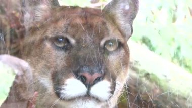 Panter yakın çekim