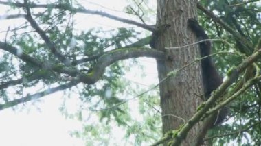 ayı bir ağaca tırmanıyor