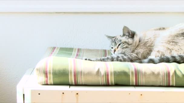 Gato duerme en la cama — Vídeo de stock