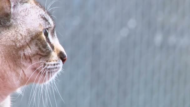 Neugierige weiße Hauskatze schaut auf und beobachtet Vögel, die herumfliegen. — Stockvideo