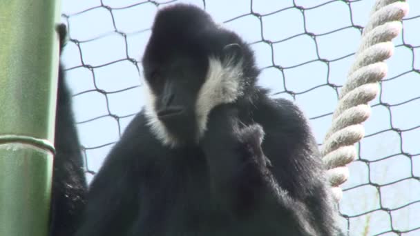 Kíváncsi majom közelről — Stock videók